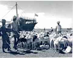 ���� ������ ��� ��� ����